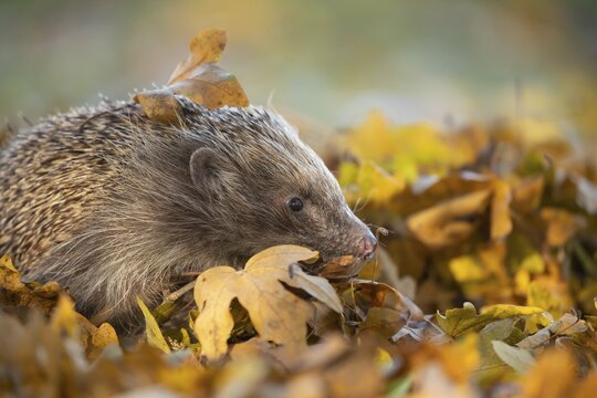 European hedgehog (Erinaceus europaeus) adult walking on fallen Autumn leaves, Suffolk, England, United Kingdom