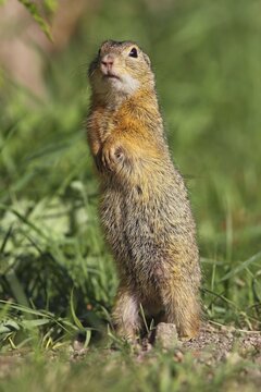 European ground squirrel (Citellus citellus), standing upright, Illmitz, Burgenland, Austria