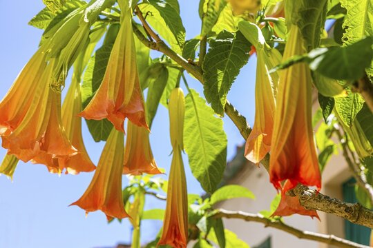 Orange-flowered angel trumpets (Brugmansia) against a blue sky in Sant'ilario, Elba, Tuscan Archipelago, Tuscany, Italy