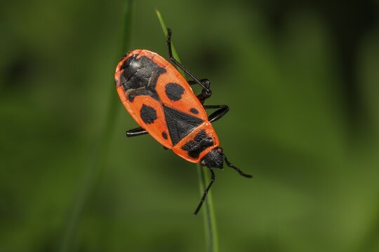 Fire bug (Pyrrhocoris apterus), hanging on a blade of grass, Baden-W&uuml;rttemberg, Germany
