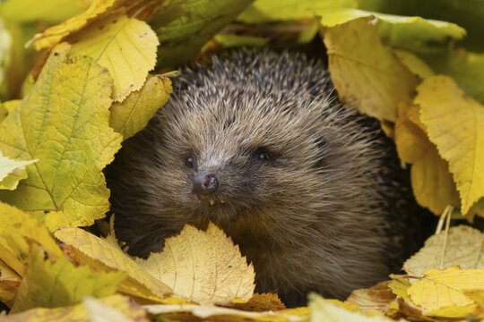 European hedgehog (Erinaceus europaeus) adult animal amongst fallen autumn leaves, Suffolk, England, United Kingdom