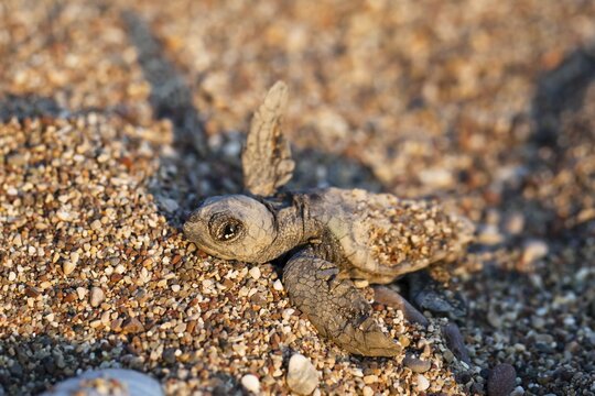 Loggerhead Sea Turtle (Caretta caretta), hatchling, Lycian Coast, Turkey, Asia Minor