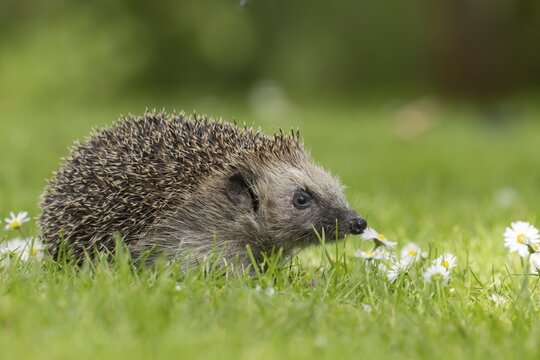European hedgehog (Erinaceus europaeus) adult animal on an urban garden grass lawn with daisy flowers, England, United Kingdom
