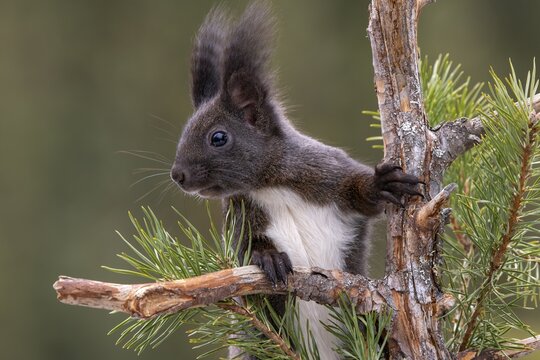 Eurasian red squirrel (Sciurus vulgaris), sitting on the top of a pine tree, portrait, Terfens, Tyrol, Austria
