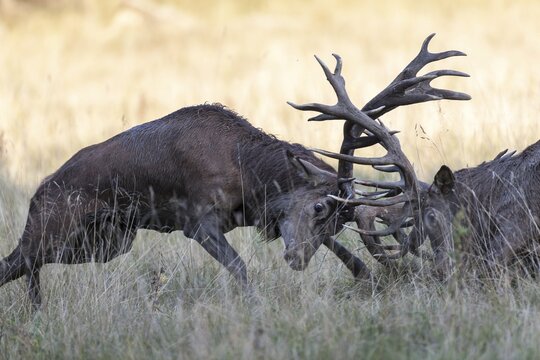 Red Deer (Cervus elaphus), fighting stags, Copenhagen, Denmark
