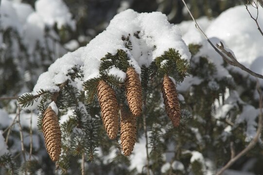 Fir cones