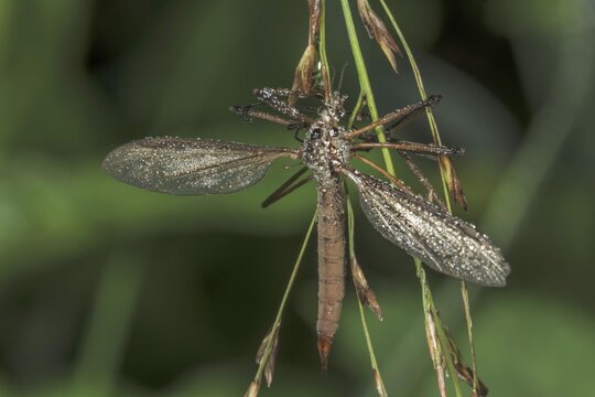 Close-up of a meadow snake (Tipula paludosa) covered with dewdrops and hanging on a plant, Baden- W&uuml;rttemberg, Germany