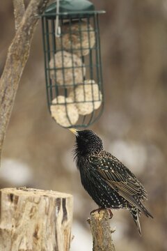 Common starling (Sturnus vulgaris) in plumage, courts and sings at the food dispenser at the winter feeder, Allg&auml;u, Bavaria, Germany