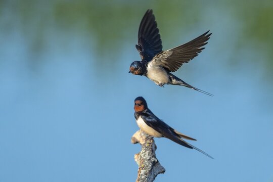 Barn swallow (Hirundo rustica), Kattinger Watt, Toenning, Schleswig-Holstein, Germany