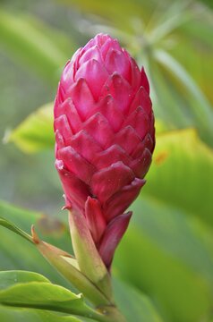 Ginger flower (Zingiber officinale), Cameroon, Central Africa, Africa