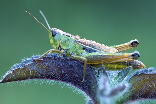 Meadow Grasshopper (Chorthippus parallelus)