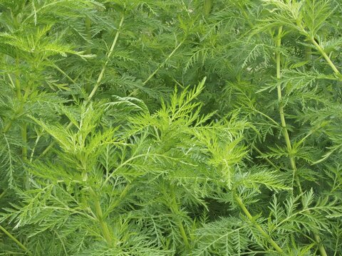 Sweet annie (Artemisia annua) Medicinal herbs and wild herbs in the garden