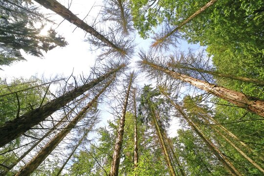 Forest dieback due to bark beetles and drought, dead spruces, Solms, Hesse, Germany
