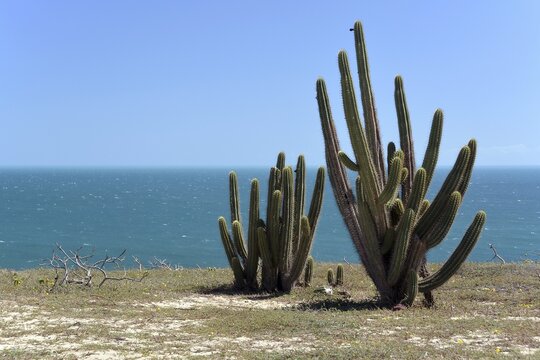 Echinopsis cactus (Echinopsis sp.) on the beach, Jijoca de Jericoacoara, Cear&aacute;, Brazil