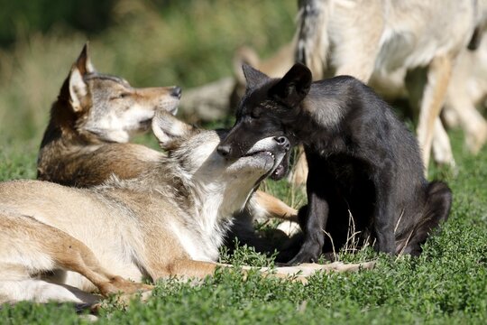 Algonquin wolves (Canis lupus lycaon), puppy, juvenile and adult, behaviour, captive