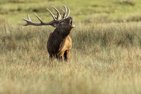Red deer (Cervus elaphus), deer roaring during the rut