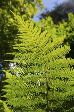 Nahaufnahme eines Farnblattes, das im Sonnenlicht leuchtet, Baumfarn (Dicksonia antarctica), Mata Nacional do Bu&ccedil;aco, National-Wald von Bussaco, Bucaco, Mealhada, Beira Litoral, Portugal