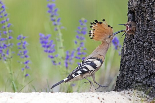 Hoopoe (Upupa epops), adult bird feeds young birds at the breeding cave in the tree, worm in the beak, Saxony-Anhalt, Germany