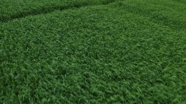 Aerial view of a lush green field with dense grass swaying in the wind under soft light in Portugal.