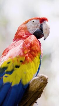 Closeup shot of Ara is a Neotropical genus of macaws with eight extant species