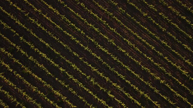 Aerial view of diagonal rows of green grapevines planted in dark fertile soil under warm sunlight Portugal.