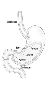 Human stomach anatomy diagram with labeled parts.