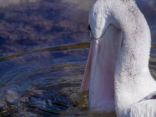 Pelican Fishing in Batemans Bay, Australia © Dario Bajurin