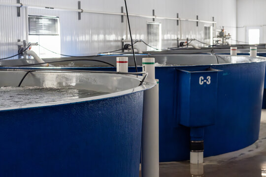 CANADA, 06 February 2026 : Indoor aquaculture tanks in fish farming facility