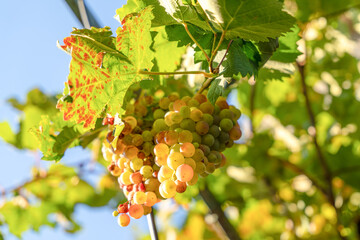 Golden ripe grape cluster on vine with green leaf against bright blue sky, autumn harvest vineyard sunshine concept. © Masarik