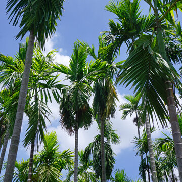 palm trees