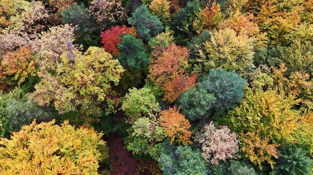 Aerial view of the vibrant autumn forest canopy with yellow and orange foliage in Sudsteiermark, Gamlitz, Styria, Austria.