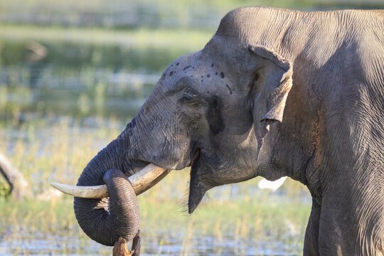 Close-Up Profile of an Asian Elephant Tunker in Sri Lankan Wetland