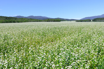 Fototapeta premium 北海道幌加内町、見渡す限りの満開のそば畑【8月】