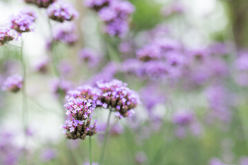 Obraz premium Close-up of purple flowers in a garden