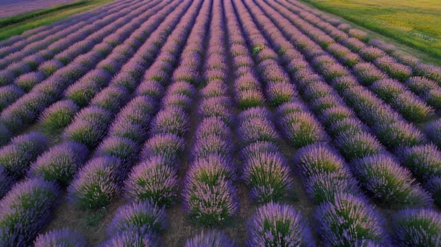 Aerial view of a large lavender field with rows of blooming purple flowers