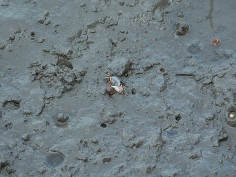 Fiddler Crab on Wet Intertidal Mud