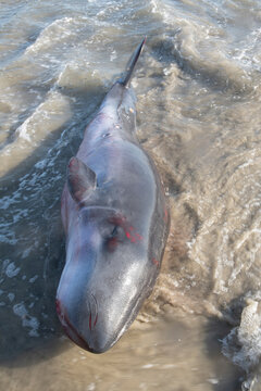 Pygmy sperm whale stranded on Oceanside beach in California