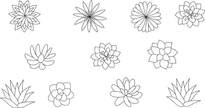 Succulent and flower line drawings set, rosette patterns, agave shapes, stylized petals,