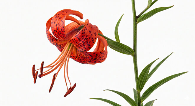 Lycoris Images – Browse 6,545 Stock Photos, Vectors, and Video