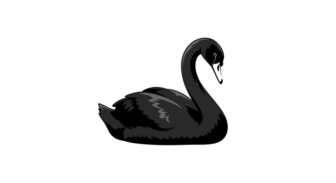 Black Swan Bird Animal.