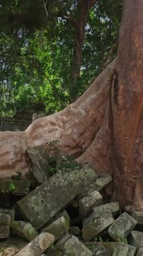 A massive tree's roots engulf ancient stone ruins of Beng Mealea in the jungle of Cambodia. The overgrowth symbolizes nature's reclamation of man-made structures.