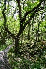 Fototapeta premium old trees and vines in spring forest
