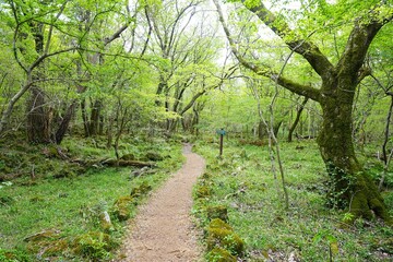 Fototapeta premium fine spring pathway through old trees