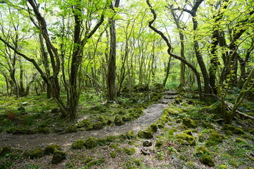 Fototapeta premium fine spring pathway through old trees