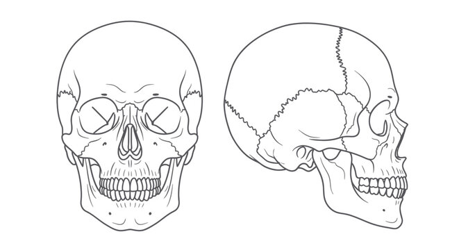 Human Skull Anatomy Illustration - Front and Side View Line Art