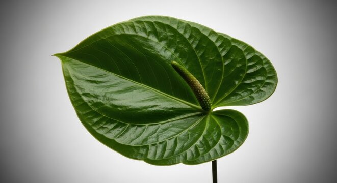 A Single Glossy Green Anthurium Flower with Intricate Leaf Detail
