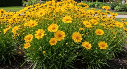 Obraz premium Vibrant Yellow Coreopsis Flowers Blooming in a Garden.