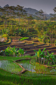 beautiful rice terraces in Central Java, Indonesia, narrow valley landscape, complete with the traditional subak irrigation system