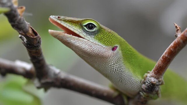 Green lizard perched on a branch looking sideways close up view