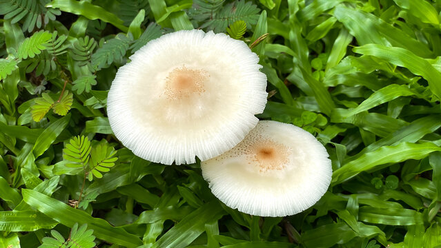 A top view of two white mushrooms (Lepiota cristata) with thin scales and a light brown center on the cap, growing among bright green grass after rain in a park in Thailand.